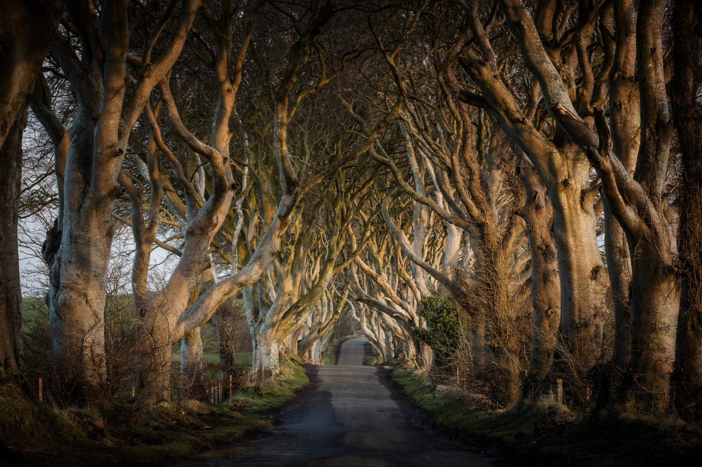 Dark Hedges on Game of Thrones Day Tour